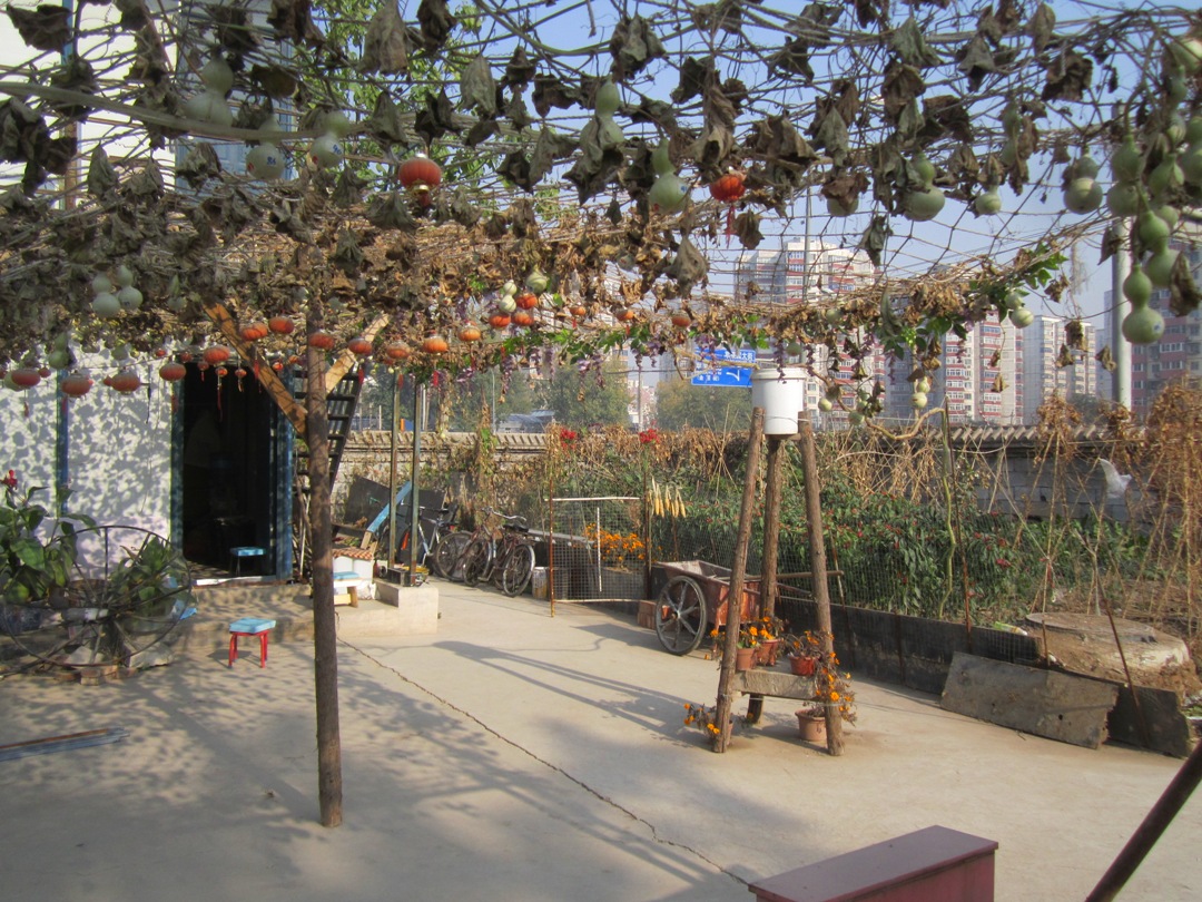 世界上结最多葫芦的一棵葫芦藤