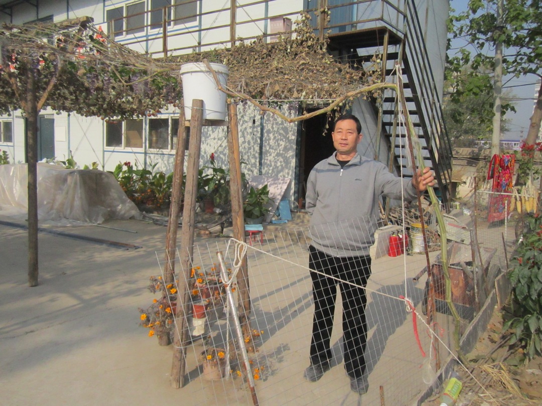 世界上结最多葫芦的一棵葫芦藤