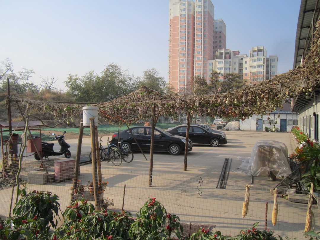 世界上结最多葫芦的一棵葫芦藤