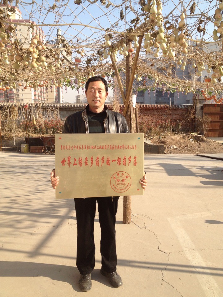 世界上结最多葫芦的一棵葫芦藤